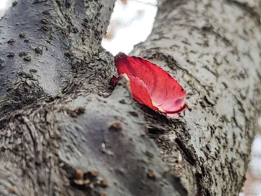 满秋中的秋意与人生：一场情感与命运的交织